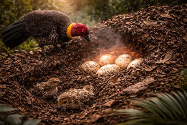 एक ऐसा पक्षी जो अपने अंडों पर बैठता ही नहीं—फिर भी उसके बच्चे सुरक्षित पैदा हो जाते हैं! यह कमाल करता है