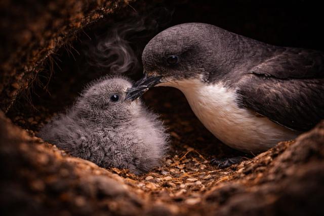 एक पक्षी जो अपने बच्चे को पहचानने के लिए आवाज़ नहीं, खुशबू इस्तेमाल करता है