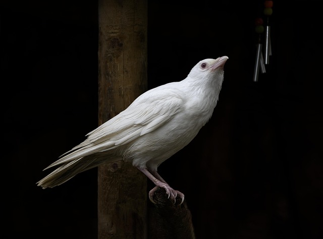 Albino Crow – The White Mystery of Nature