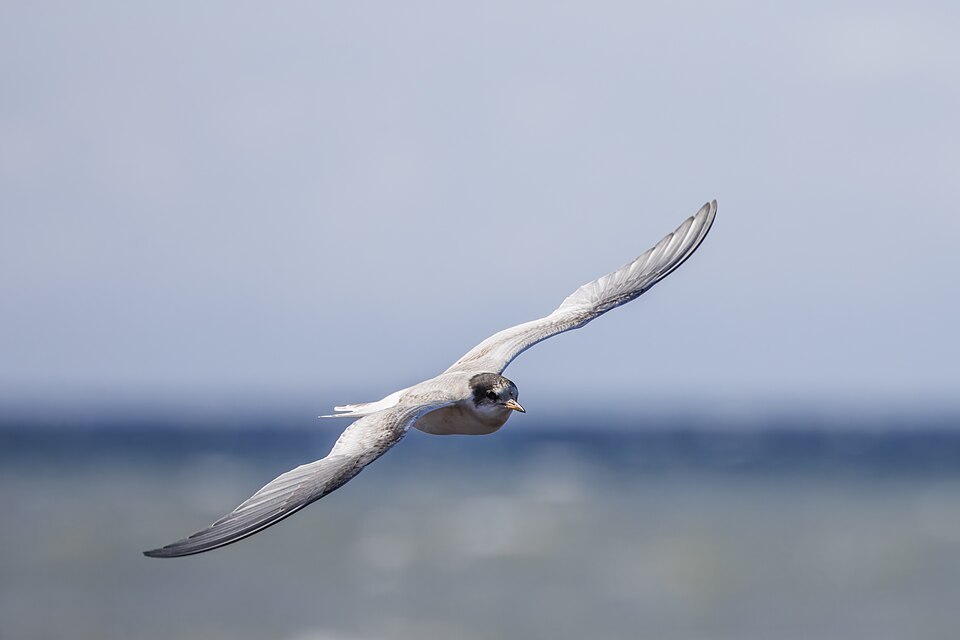 Arctic Tern – The Greatest Traveler on Earth