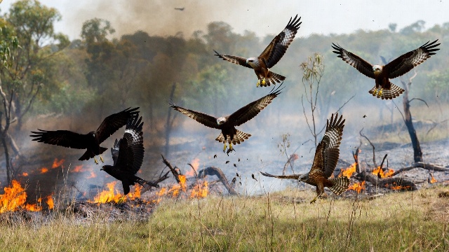 Firehawk is not afraid of fire – Australia's Firehawk bird that uses fire for hunting