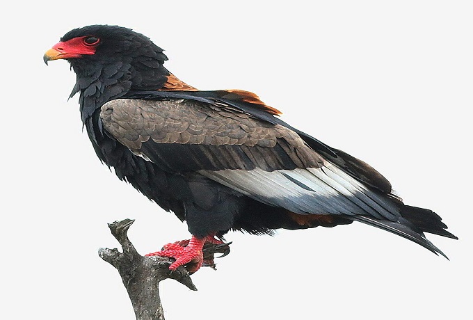 Bateleur Eagle – The Acrobat of African Skies