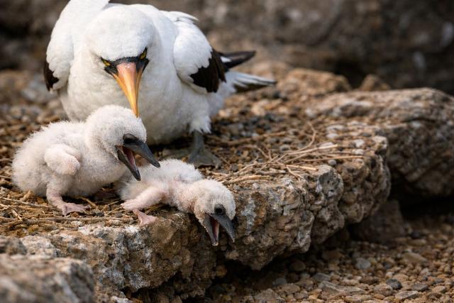 एक ऐसा पक्षी जहाँ अपने ही घोंसले में जन्म लेने वाले दो बच्चों में से अक्सर सिर्फ एक ही बड़ा हो पाता है