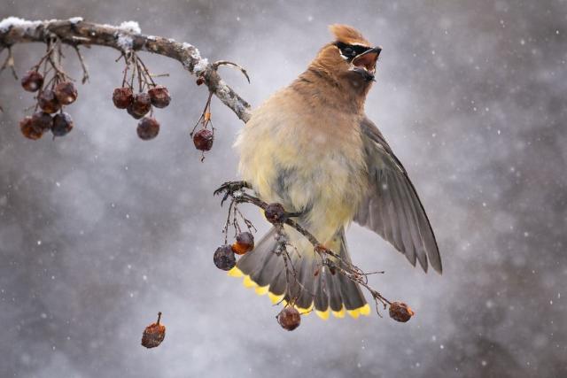 एक ऐसा पक्षी जो ऐसे फल खाता है जिनमें प्राकृतिक रूप से अल्कोहल बन चुका होता है