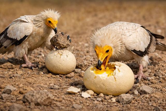 एक ऐसा पक्षी जो अपने भोजन तक पहुँचने के लिए पत्थरों का इस्तेमाल करता है! यह है Egyptian Vulture की बुद्धिमत्ता