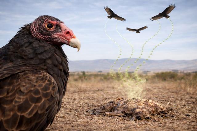 क्या गिद्ध सच में मौत की गंध किलोमीटर दूर से सूंघ लेते हैं? सच्चाई और विज्ञान