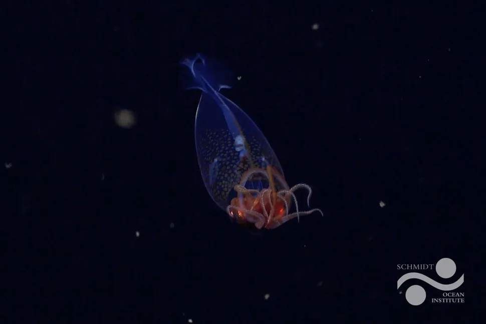 First Ever Live Footage of Colossal Squid | 100 Years After Discovery