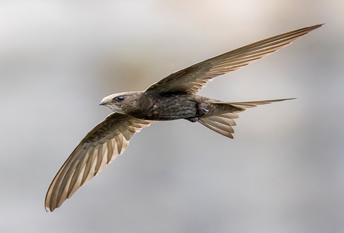 Common Swift – The Bird That Lives in the Sky