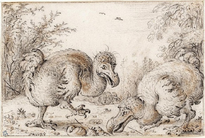 Dodo – The Bird That Time Erased