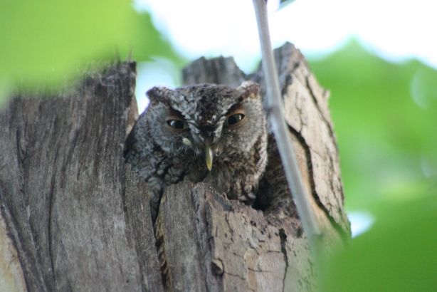 Eastern Screech Owl – The Silent Hunter of the Night