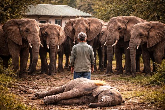 इंसानों पर हमले के आरोप में मौत के कगार पर खड़े 21 हाथी – और फिर Lawrence Anthony ने बदल दी उनकी जिंदगी