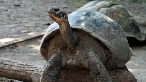 At the age of 100, the first time a mother became the endangered turtle - 