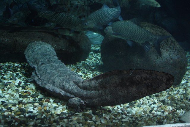 Giant Salamander – The Ancient Water Dragon