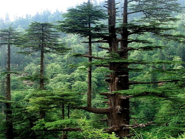 Himalayan Cedar – Deodara: The Tree of the Gods