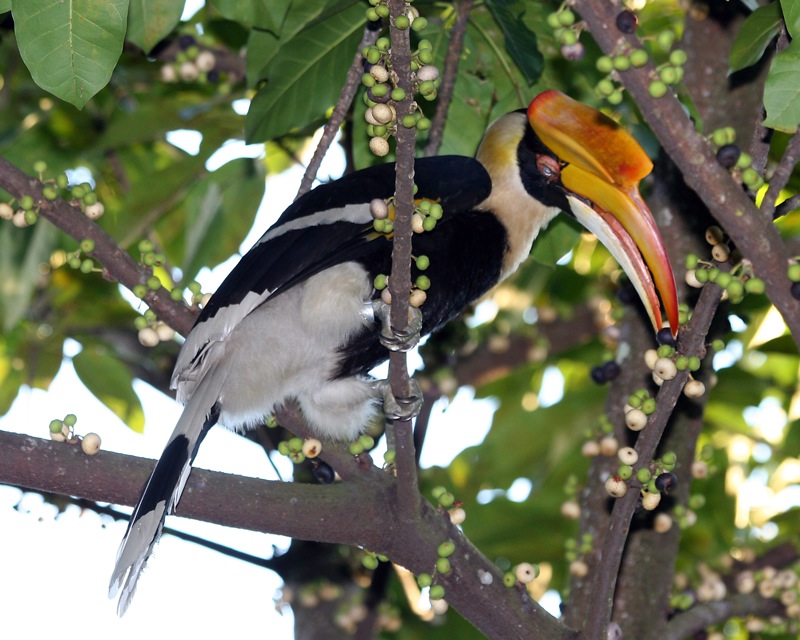 Hornbill – The Symbol of Love