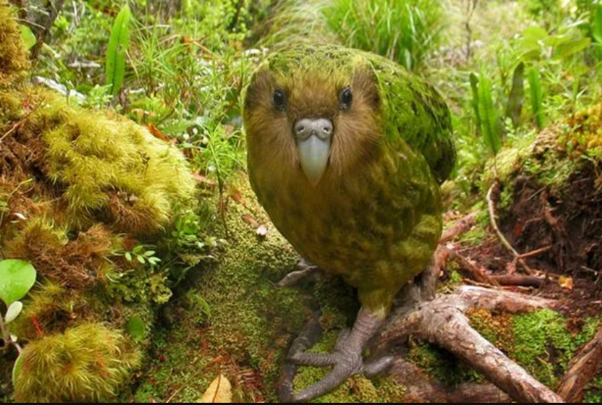 Kakapo – The Parrot That Became the Silence of the Earth