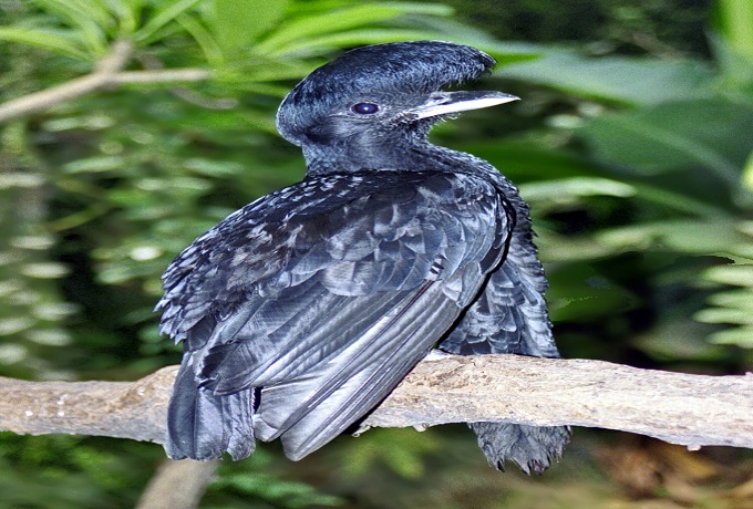 Long-wattled Umbrellabird – The Shadow King of Rainforests
