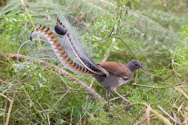Lyrebird – The Bird That Can Imitate the World