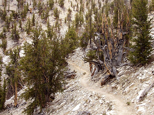 Methuselah – The Oldest Living Tree on Earth