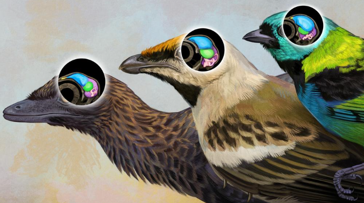 80 लाख साल पहले के पक्षी के दिमाग की जांच से मिली नई जानकारी (New information found by examining the brain of a bird that lived 8 million years ago)