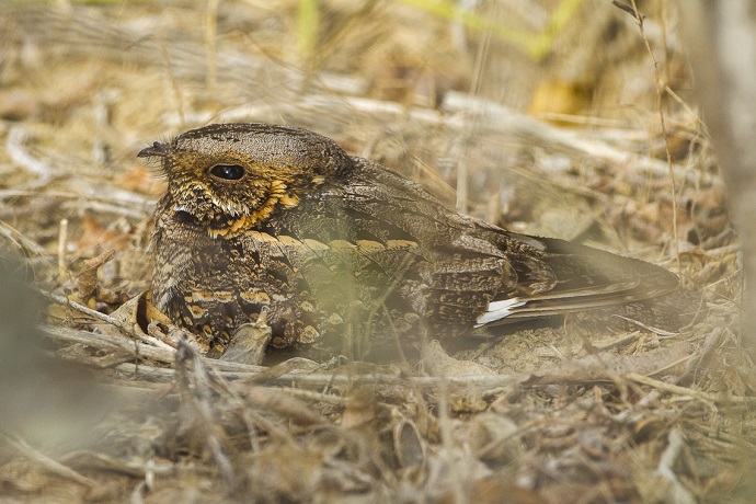 Nightjar – The Ghost Bird of the Night Skies