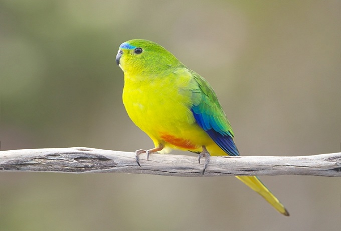 Orange-bellied Parrot – Australia’s Vanishing Jewel