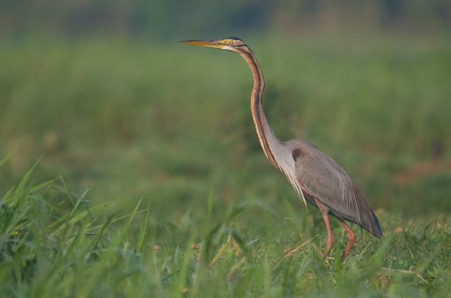 Purple Heron – The Silent Stalker of the Wetlands