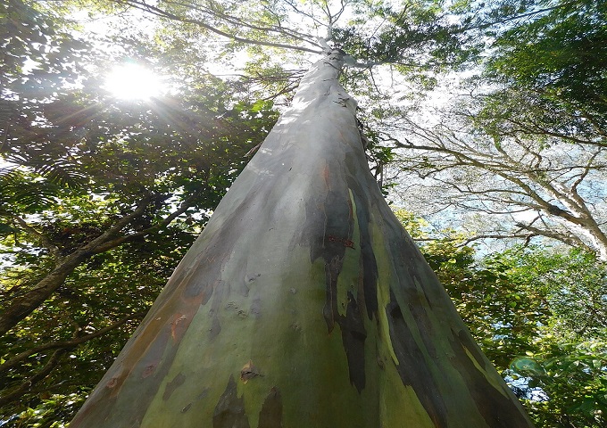 Rainbow Tree – Nature’s Living Painting