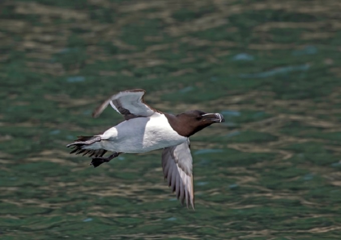 Razorbill – The Black Knight of the Ocean