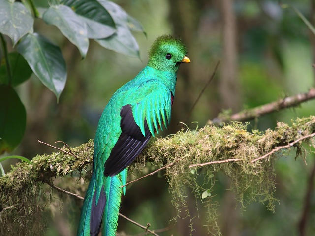 Resplendent Quetzal – Messenger of the gods