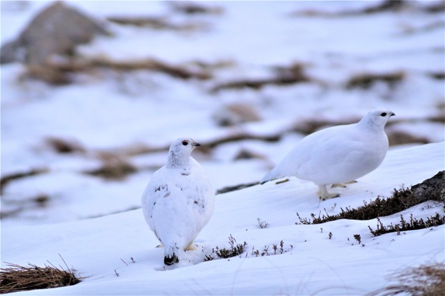 Rock Ptarmigan – The Shape-Shifting Bird of the Arctic