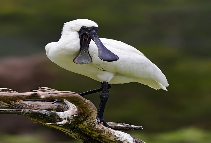 Royal Spoonbill – The Crowned Fisher of the Wetlands
