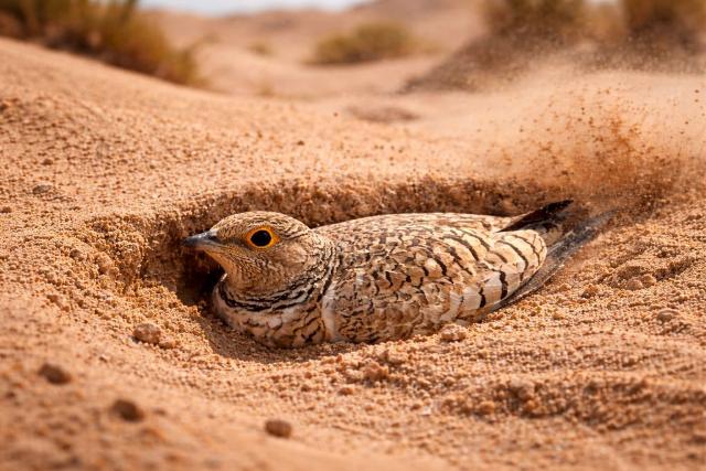जब तापमान 50°C पार कर जाए और हवा आग की तरह चले, तब एक पक्षी ज़मीन के ऊपर नहीं—रेत के नीचे ठंडा रह रहा हो!