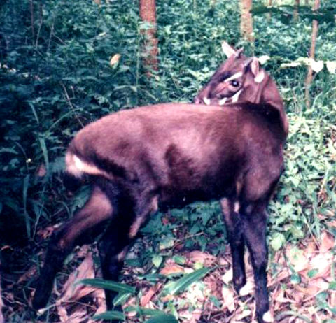 The Vanishing Unicorn of Asia: The Mystery of the Saola
