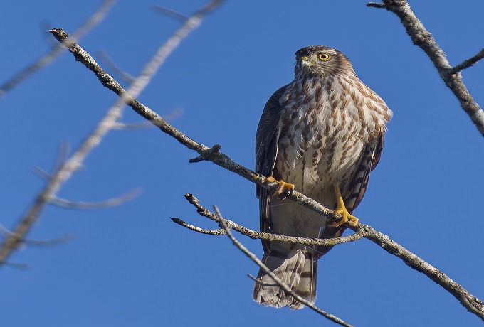 Sharp-shinned Hawk – The Silent Hunter of the Skies