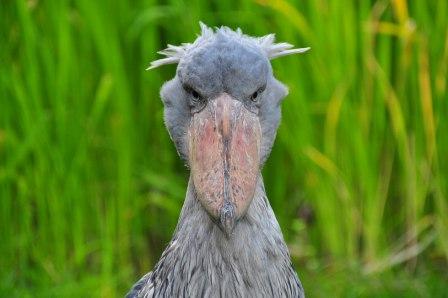 Shoebill Stork – The Dinosaur Bird of the Modern World