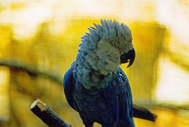 Spix’s Blue Macaw – The Lost Treasure of the Sky