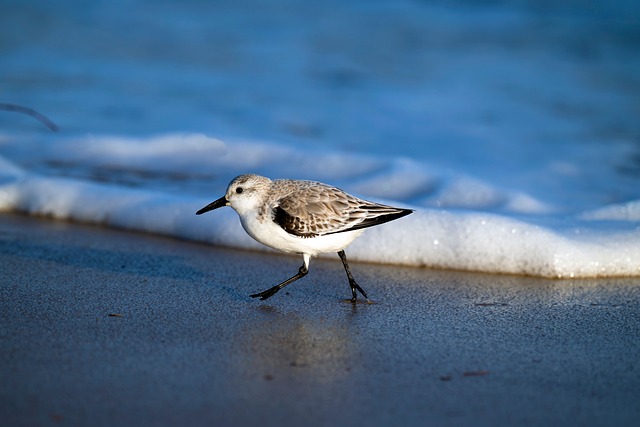 Spoon Billed Sandpiper