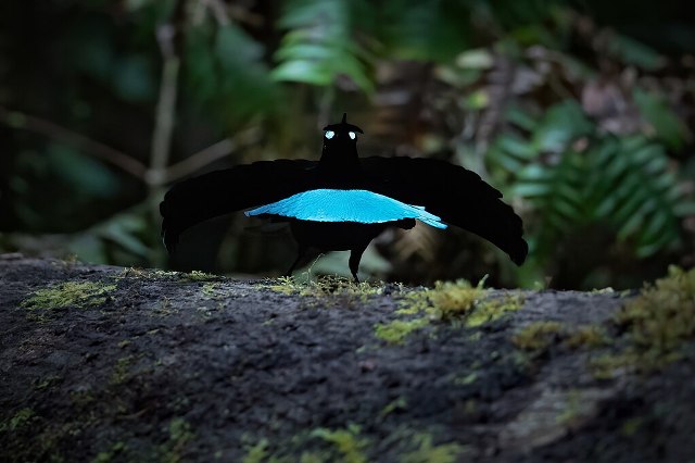 Superb Bird-of-Paradise – The Master of Illusion