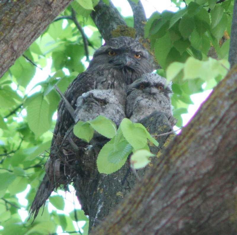 Tawny Frogmouth – The Master of Disguise