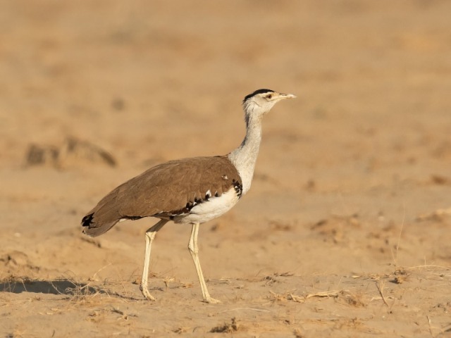 The Great Indian Bustard: Story of a Gentle Giant