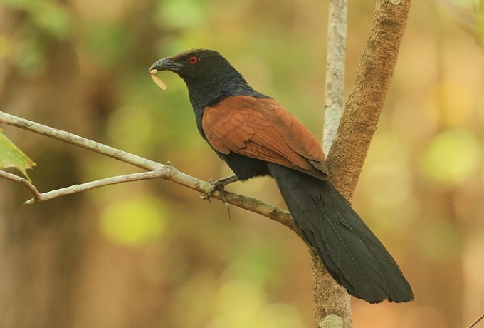 The Greater Coucal – The Crow Pheasant of Indian Jungles