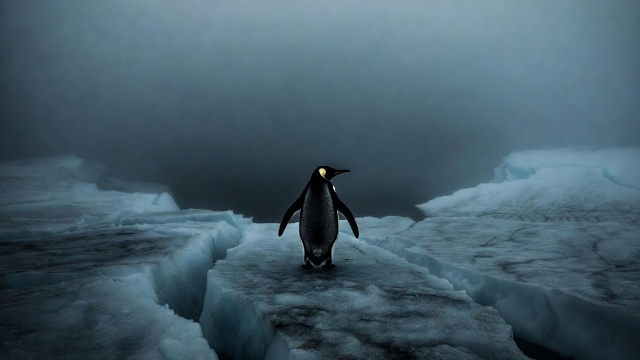 The lone penguin who walked towards death... why?  -  The full story of the viral 'Nihilist Penguin'