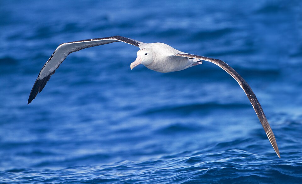 Wandering Albatross – The Eternal Traveler of the Oceans
