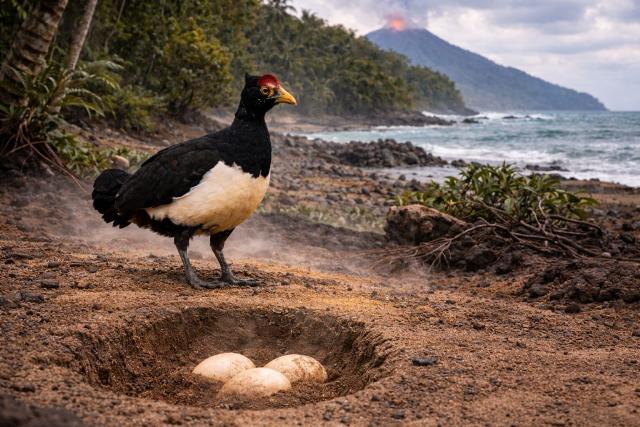 जहाँ इंसान खड़े होने से भी डर जाए, वहाँ एक पक्षी अपना घर बसाता है—ज्वालामुखी की राख में!