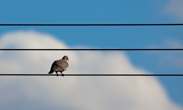 पक्षी को करंट क्यों नहीं लगता ( Why don't birds get electrocuted?)