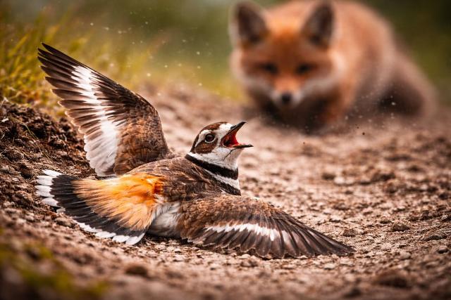 कुछ पक्षी मरने का नाटक क्यों करते हैं और फिर अचानक क्यों  उड़  जाता है?