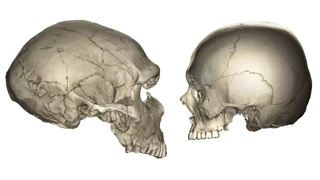 क्यों Neanderthals और Chimpanzees की तुलना में Modern Humans के चेहरे छोटे होते हैं?