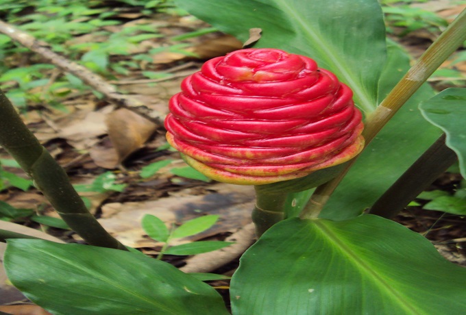 Zingiber zerumbet – The Shampoo Ginger of Ancient Forests